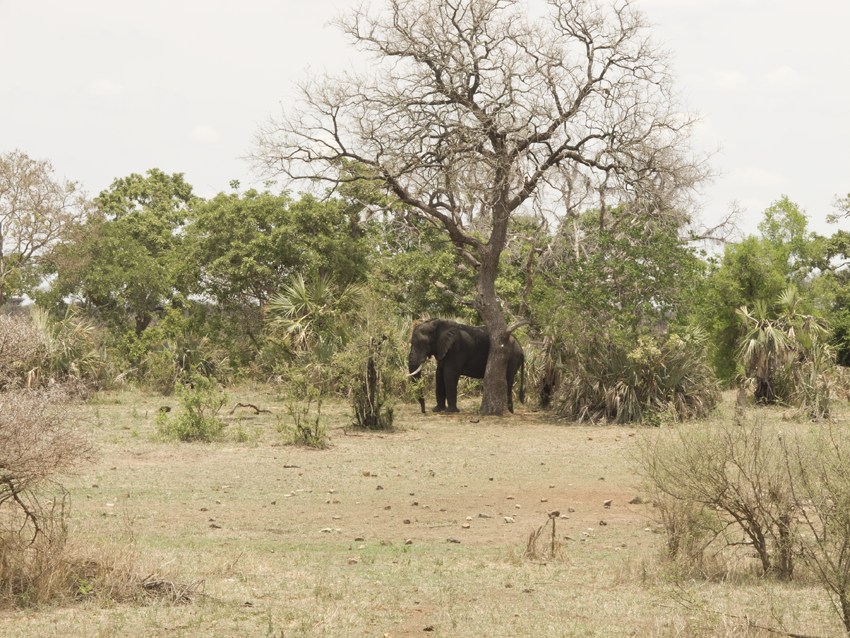 Südafrika-Elefanten