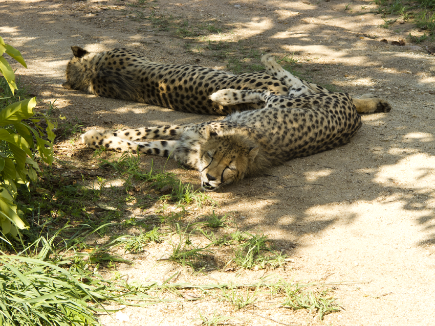 Südafrika-Geparden