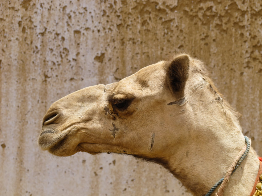 Kamel Ägypten
