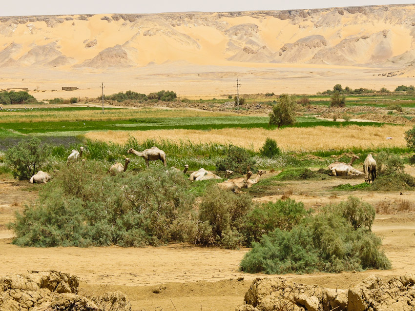 Ägypten Wüste libysche