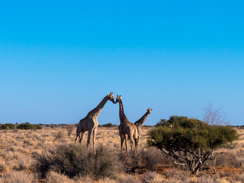 Kalahari Bushland Namibia