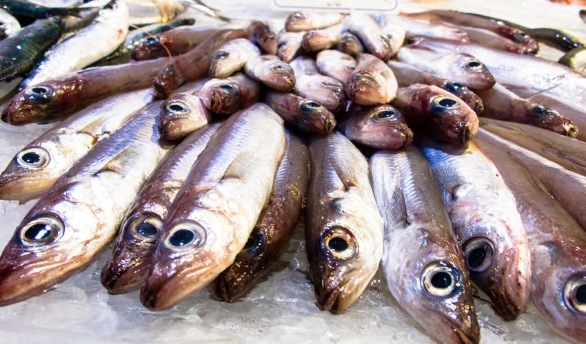 Barcelona Fischmarkt