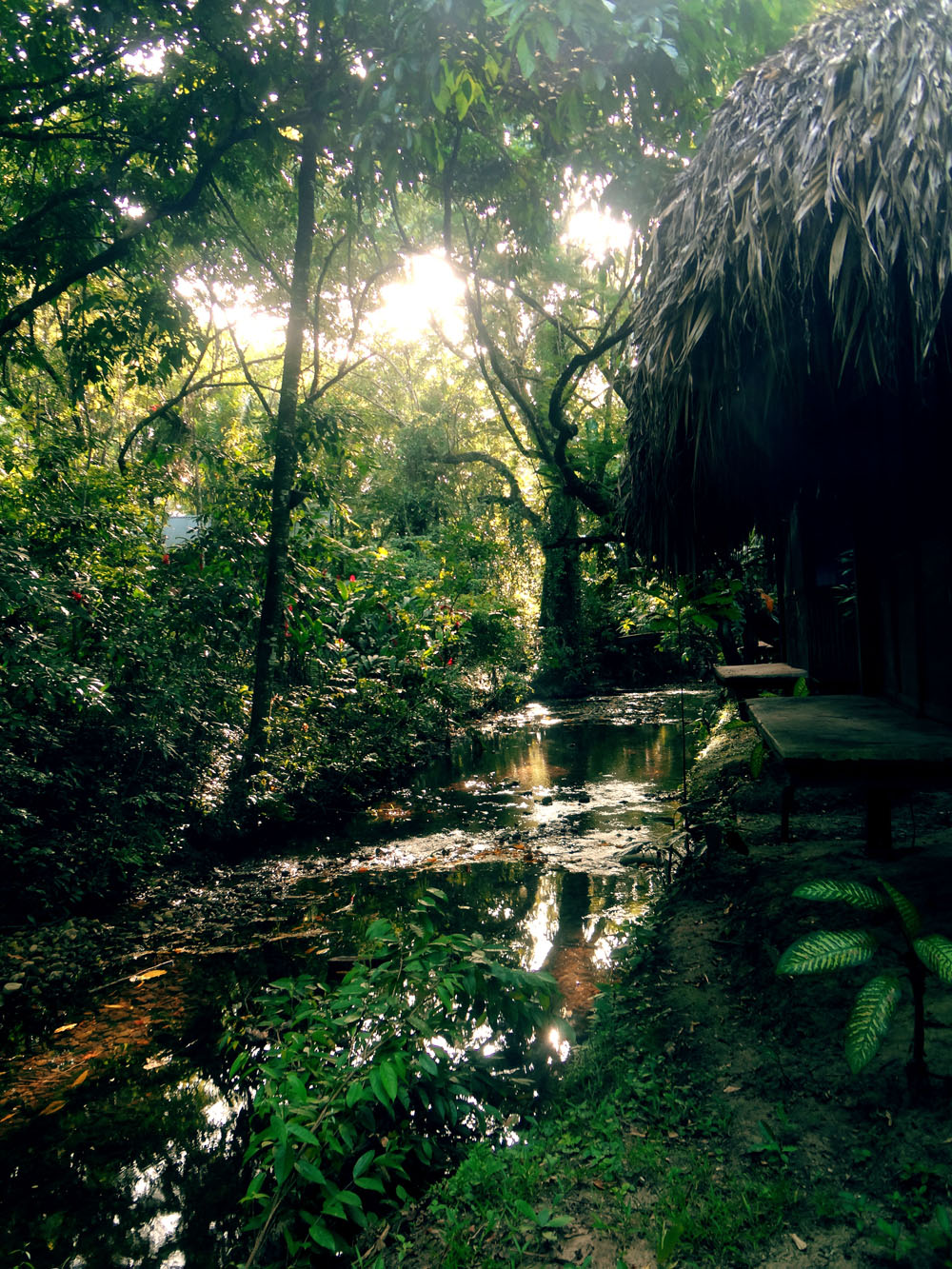 Mexiko Dschungel