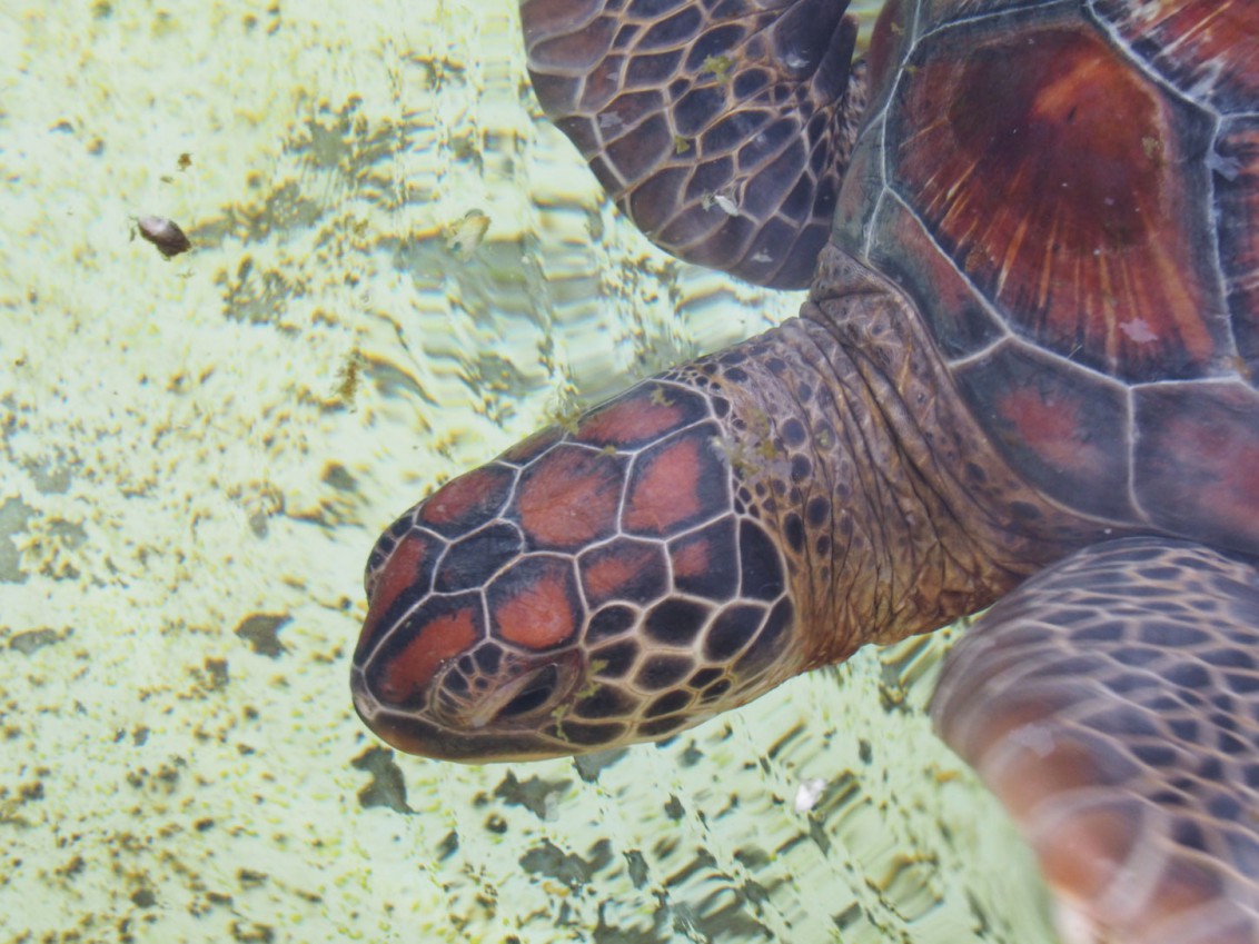 schildkroete-turtle
