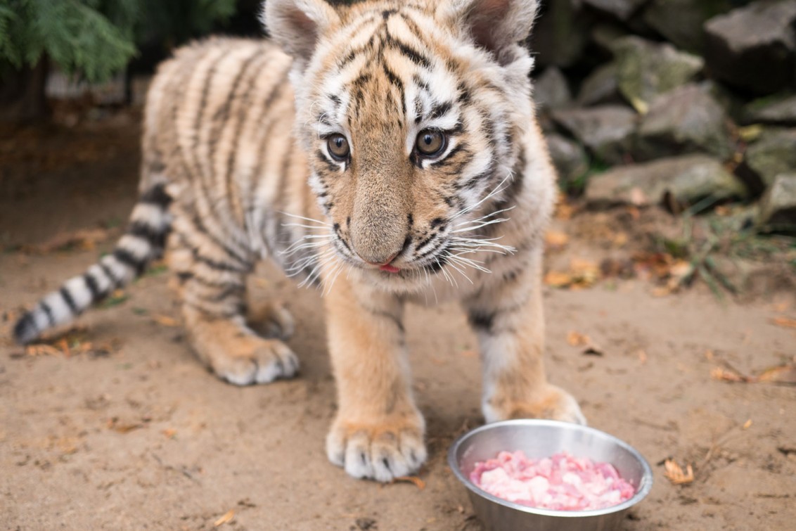 Tiger_Baby_Diego_4